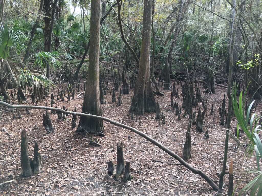 Cypress Knees