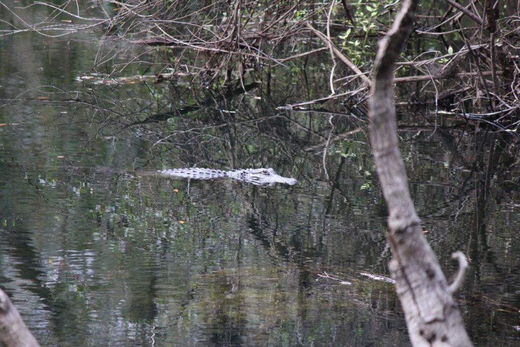 Florida alligator 