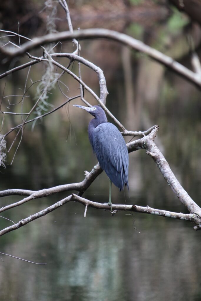 Blue heron 