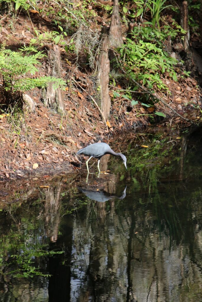 Blue Heron