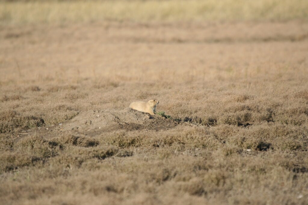 Great plains