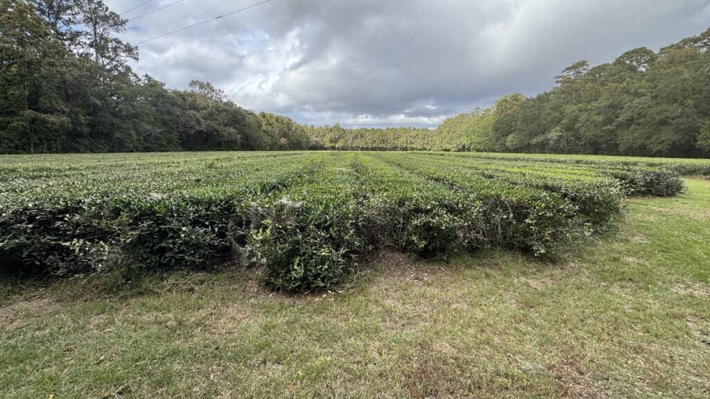 Charleston tea plantation