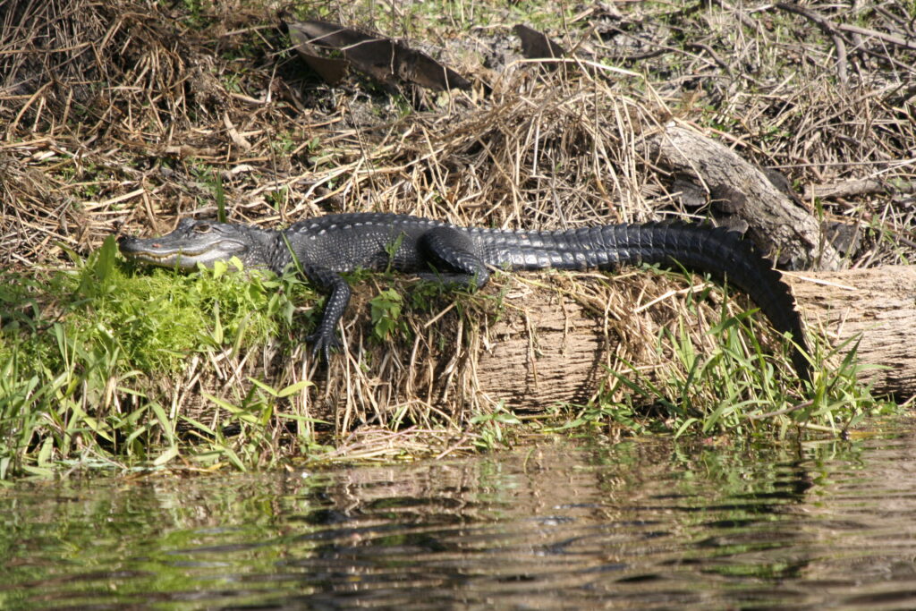 Everglades aligator